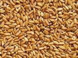 Food wheat (consumption)