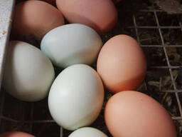 Fresh Chicken Table Eggs Brown and White Fresh Chicken Eggs/ Fresh Farm Chicken eggs