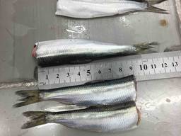 Frozen baltic herring