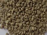 Green Coffee Beans Robusta and Arabica from Vietnam