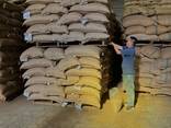 Green Coffee Beans Robusta and Arabica from Vietnam