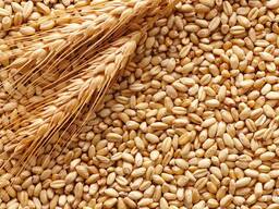 Хранителна и фуражна пшеница от Русия и Полша