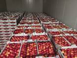 Продам яблоки с Польши - фото 4