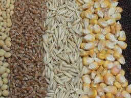Продавам зърно (пшеница, соя, рапица, слънчоглед, царевица)