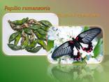 Продажа куколок тропических бабочек, коконы бабочек, ферма - фото 3
