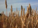 Пшеница мягкая, твердая, ячмень, лен, кукурузу, подсолнечник - фото 1