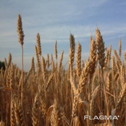 Пшеница мягкая, твердая, ячмень, лен, кукурузу, подсолнечник