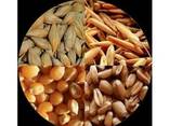 Пшеница мягкая, твердая, ячмень, лен, кукурузу, подсолнечник - фото 2