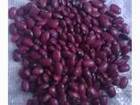 Quality 3D beans from Kyrgyzstan - фото 2