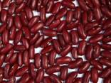 Quality 3D beans from Kyrgyzstan - фото 4