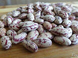 Quality 3D beans from Kyrgyzstan - фото 5