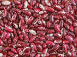 Quality 3D beans from Kyrgyzstan - фото 7