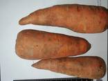 Ще продавам моркови на едро Казахстан - фото 2