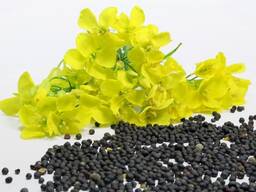 Wholesale Rapeseed seeds