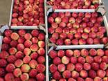 Яблоки и груши из Польши на Болгарию - фото 4