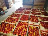Яблоки и груши из Польши на Болгарию - фото 6